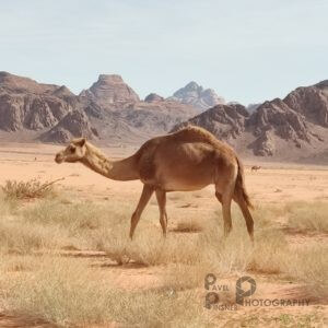 Poušť k Wadi Rum