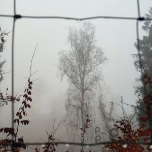 Okno do mlžného lesa (2022)